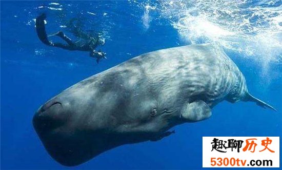 世界上最大的鱼Top10，8米的鲸鱼见过吗？