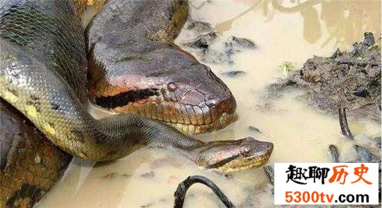 世界上最大的蛇，亚马逊森蚺可长到10米长