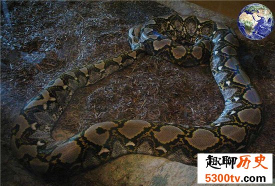 世界上最大的蛇，亚马逊森蚺可长到10米长