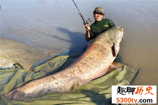 世界上最大的淡水鱼，体型超过三米长