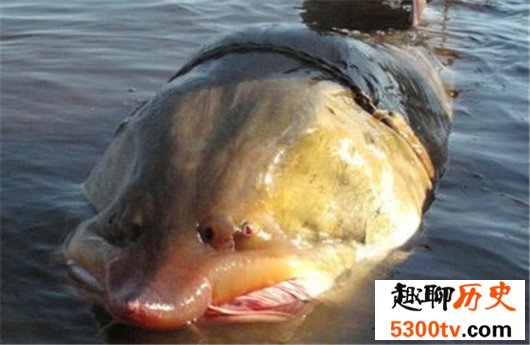 世界上最大的淡水鱼，体型超过三米长