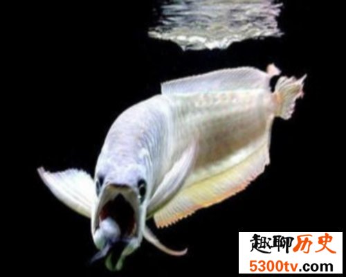 世界最大的鱼排行榜，世界最大的鱼你听说过几个？