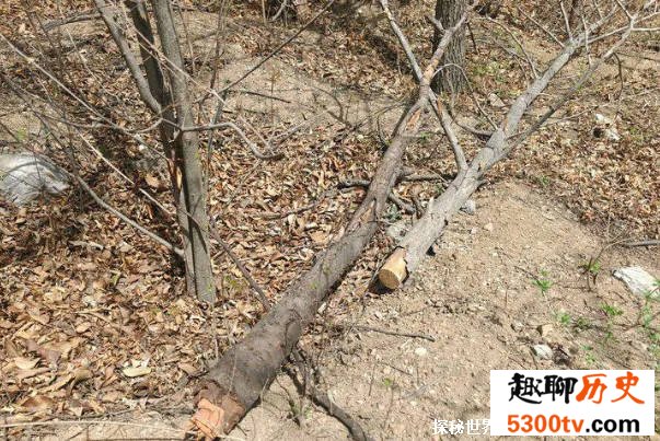 小区旁新修4座坟 数百业主心慌慌 建坟位置的重要性