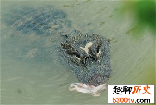 世界上最稀有10种动物，有些动物已经濒临灭绝