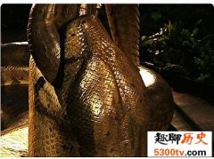 世界上最大的蛇排行，蛇吞大象不是说说而已。