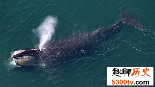世界上最大的鲸鱼，你想象不到的长度！