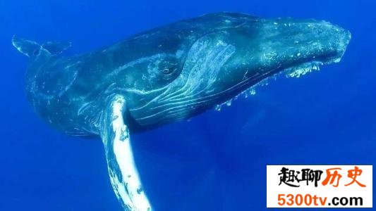 世界上最大的鲸鱼，你想象不到的长度！