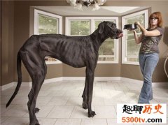 十种世界上最大的狗排名，太阳神犬大丹