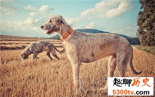 十种世界上最大的狗排名，太阳神犬大丹体长2.2米