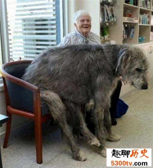 十种世界上最大的狗排名，太阳神犬大丹体长2.2米