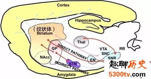 为什么游泳学会了就不会忘记？程序性记忆的储存作用