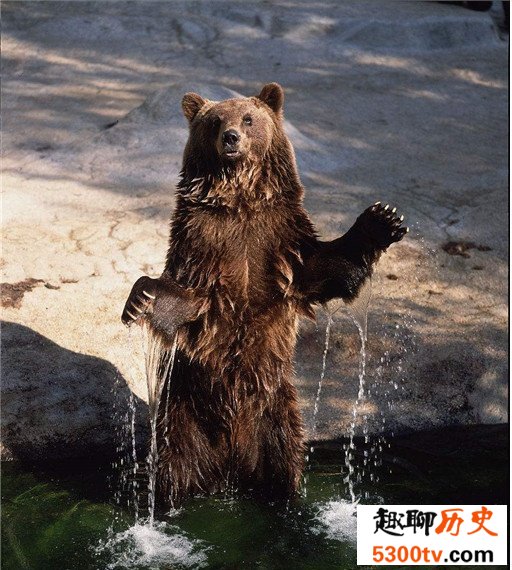 世界上最大的熊Top10，科迪亚克岛棕熊可达3米（体重达一吨）