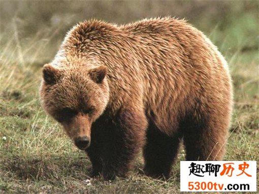 世界上最大的熊Top10，科迪亚克岛棕熊可达3米（体重达一吨）