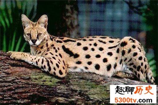 最大的猫排行榜前十名，最大热带草原猫体长超过半米