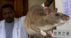世界上最大的老鼠排行，一米长十八斤重！