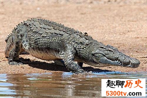 世界最大的鳄鱼排行榜，带你看两千公斤的庞然大物
