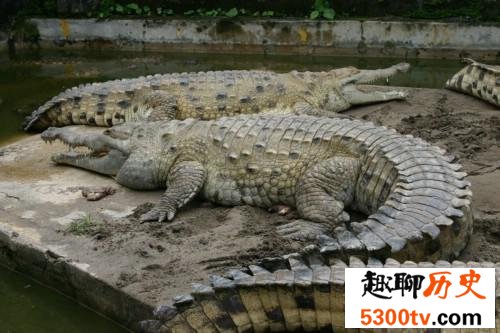 世界最大的鳄鱼排行榜，带你看两千公斤的庞然大物