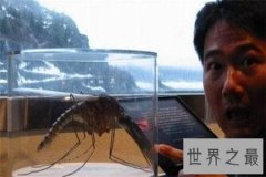 世界上最大的蚊子 除了外形特征不同竟还有如此特性