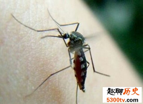 震惊！世界上最大的蚊子竟然不吸血还是吸血蚊子的“敌人”