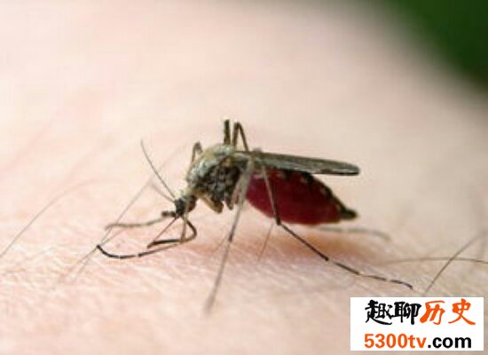 震惊！世界上最大的蚊子竟然不吸血还是吸血蚊子的“敌人”