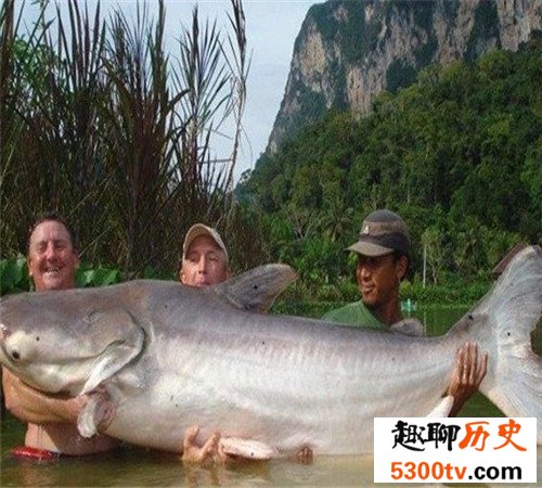 世界上最大的淡水鱼长这样 吞人毫无压力不知肉质如何