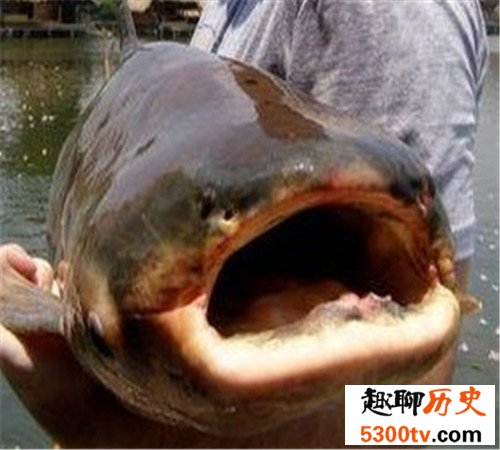 世界上最大的淡水鱼长这样 吞人毫无压力不知肉质如何