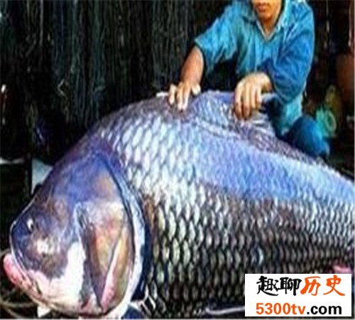 世界上最大的淡水鱼长这样 吞人毫无压力不知肉质如何