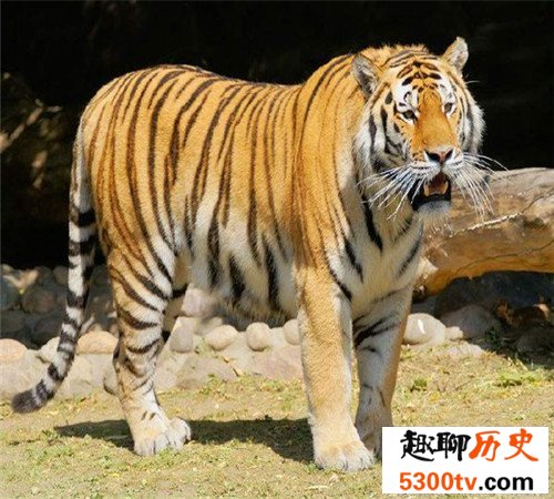 世界上最大的老虎-西伯利亚虎，濒临灭绝仅剩不足500只