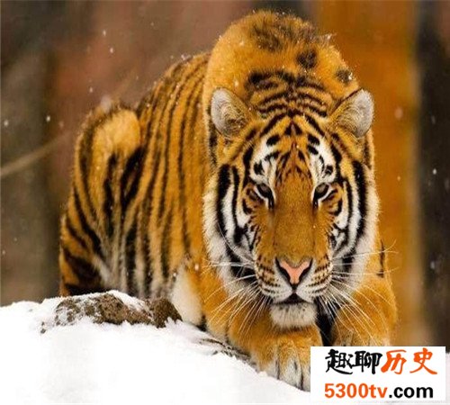 世界上最大的老虎-西伯利亚虎，濒临灭绝仅剩不足500只