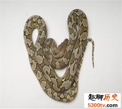 揭秘世界上最大的蟒蛇，吃人不在话下！