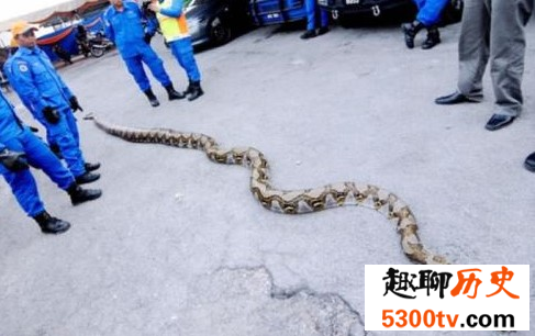 揭秘世界上最大的蟒蛇，吃人不在话下！