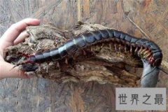 世界上最大的蜈蚣，你能想象它吃掉一只老鼠的样子吗？