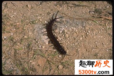 世界上最大的蜈蚣，你能想象它吃掉一只老鼠的样子吗？
