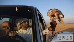 昂贵的鹰隼，中东土豪们最喜欢的宠物
