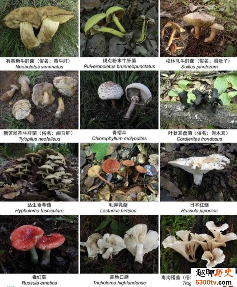 云南有多少种野生菌