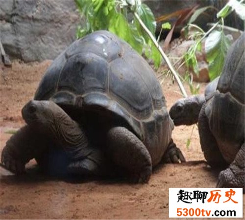 世界上最大的乌龟加拉帕戈斯象龟，骑着走天下！