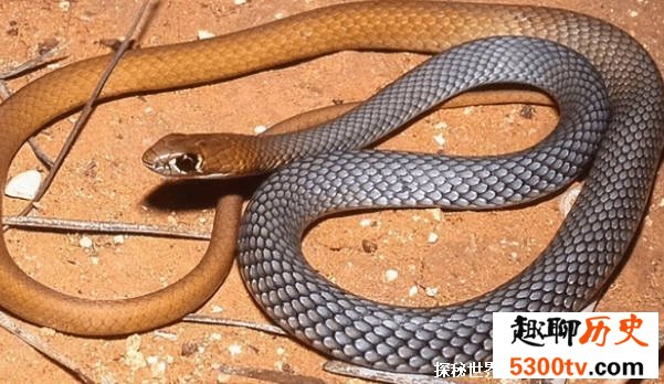 澳大利亚惊现毒蛇新品种“鞭蛇” 行动迅速