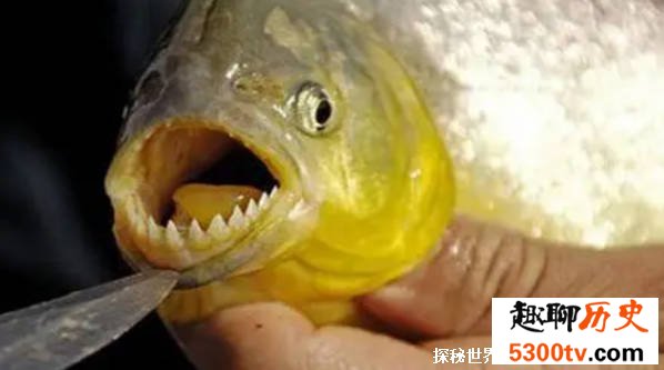 一种凶猛的鱼类，切蛋鱼喜欢攻击男人的致命之处