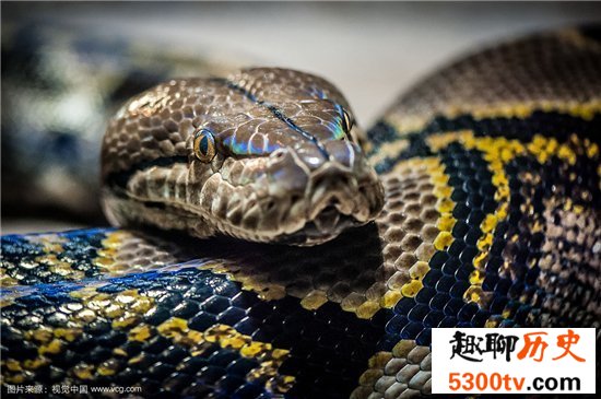 世界上最大的蟒蛇可达12米 蟒蛇吃人事件引全球关注