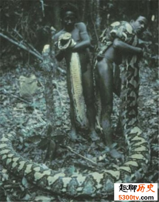 世界上最大的蟒蛇可达12米 蟒蛇吃人事件引全球关注