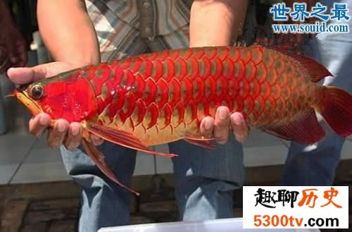 世界最贵的鱼是什么鱼，血红龙500万/金钱鳘300万