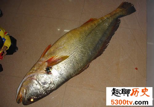 世界最贵的鱼是什么鱼，血红龙500万/金钱鳘300万