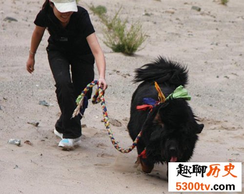 世界上最贵的狗排名，中国纯红藏獒高达1000万