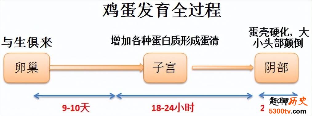 鸡蛋为什么是一头大一头小的椭圆