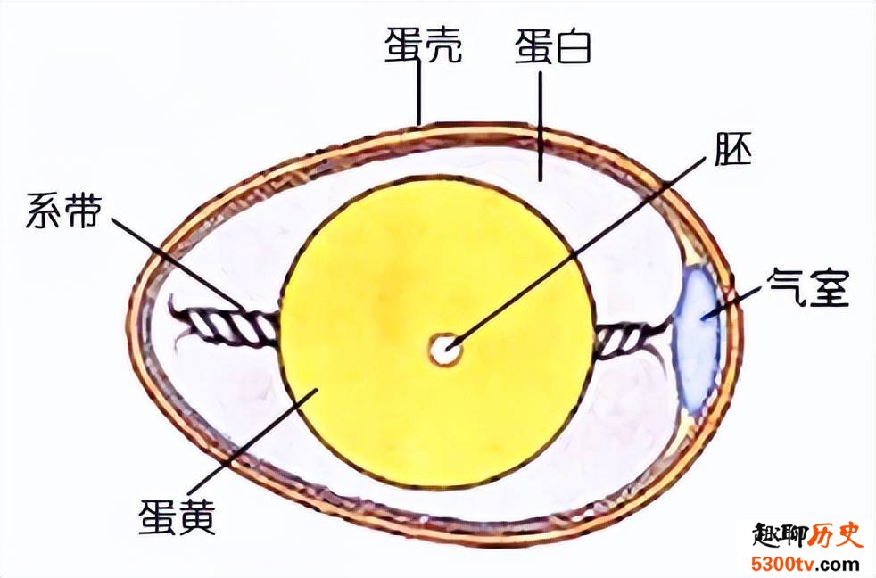 鸡蛋为什么是一头大一头小的椭圆