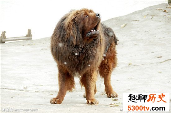 世界上最大的狗竟然比猪还要大 这种狗你见过吗