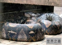 盘点世界最大的蛇 身长有5层楼的高度  体内含有剧毒