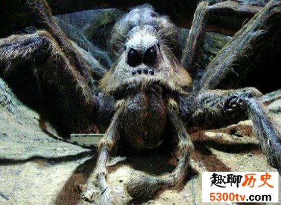 盘点世界上最大的蜘蛛  以鸟为食 瞬间置人于死地