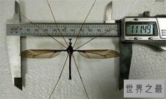 世界上最大的蚊子身长11公分！这蚊子就是华丽巨蚊