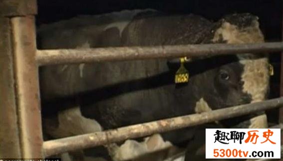 世界上最贵的精液，价值35万既然还被偷走